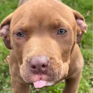 Meet your Posher, Raven